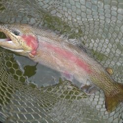 大安トラウトレイク 釣果